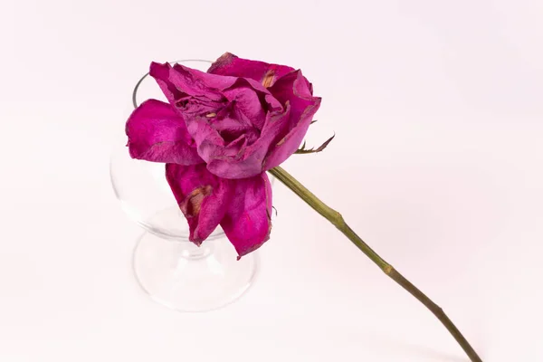 Μωβ Λουλούδι Ένα Στέλεχος Στο Φόντο Ενός Διαφανούς Γυαλιού — Φωτογραφία Αρχείου