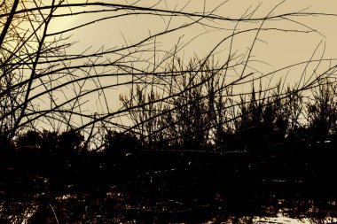 Uzaktaki karanlık bir ormanın silueti ve bulutlu gökyüzü