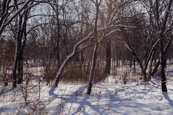 Bosque Invierno Muchos Árboles Cubiertos Nieve —  Fotos de Stock