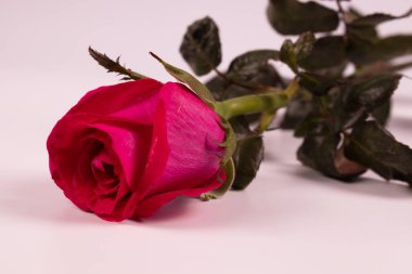 Leylak gülü tomurcuğunun kenar görüntüsü ve sapı