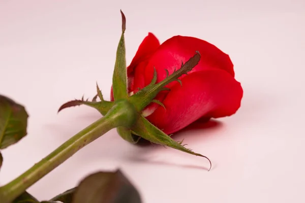 Szkarłatna Róża Łodygą Liśćmi Leży Nas — Zdjęcie stockowe