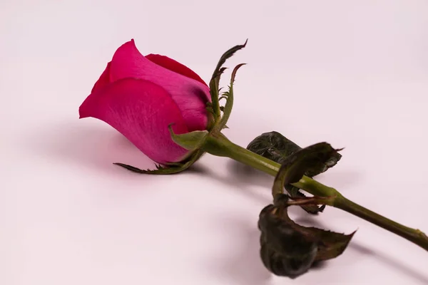 Лиловая Роза Стебель Листьями Белой Поверхности — стоковое фото