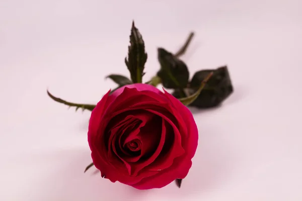 Róża Liliowa Jej Łodyga Liśćmi Widok Przodu — Zdjęcie stockowe
