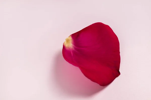 Один Вид Пелюстковий Кут Бузкового Бутона Троянд — стокове фото