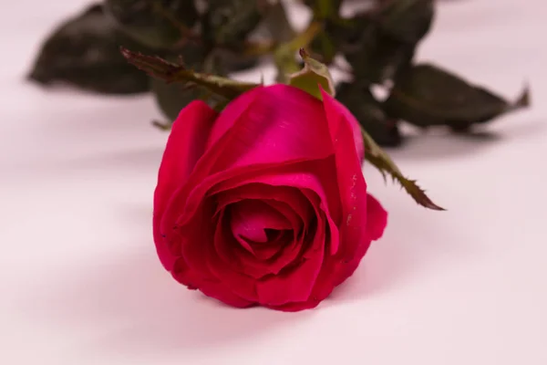 Widok Przodu Pąka Łodygi Liliowej Róży — Zdjęcie stockowe