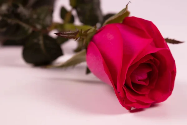 淡紫色的玫瑰正面映衬在白色的表面上 — 图库照片