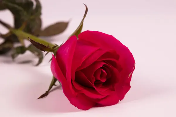 Otwarty Liliowy Pączek Róży Widok Przodu Łodygi — Zdjęcie stockowe
