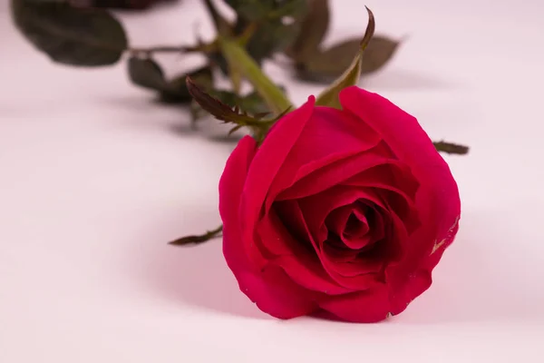 Otwarte Liliowy Róża Pączek Widok Przodu — Zdjęcie stockowe