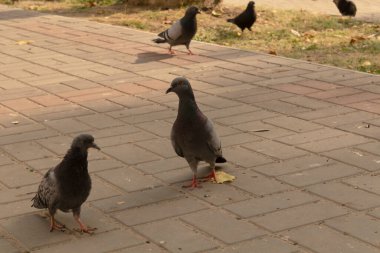 Birkaç güvercin kaldırımda yürüyor.