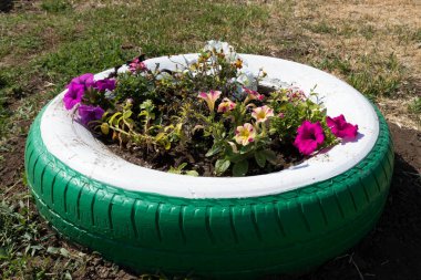 Çiçek tarhında yeşile boyanmış bir araba lastiğinden yapılmış bir çiçek yatağı beyaz ve mor çiçekler.