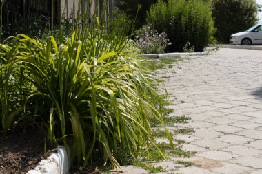 Kaldırımda yaprak sallayan yeşil bitki