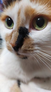 Kırmızı benekli kedi faiziyle yan tarafa bakıyor.