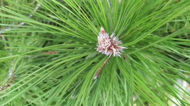 Yeşil sazlıklar leylak çiçeğinin merkezinden ayrılır