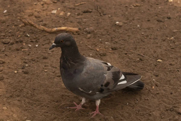 Pombo Perto Chão — Fotografia de Stock