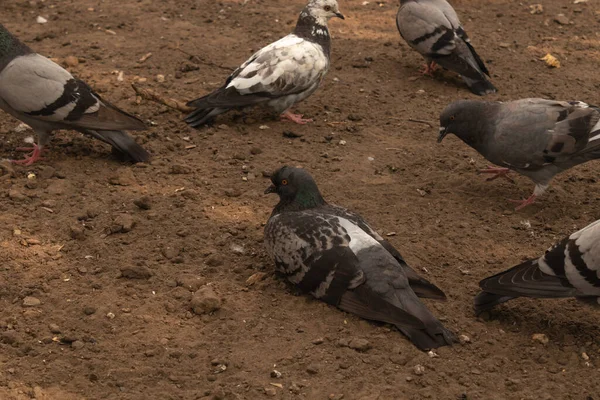 Beş Güvercin Yerde Yürüyor Biri Yalan Söylüyor — Stok fotoğraf