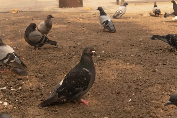 Dünya Üzerinde Farklı Renklerde Dokuz Güvercin Yürüyor — Stok fotoğraf