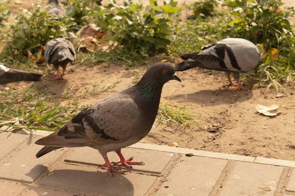 Kuşlar Asfaltta Dikilir Yeşilliğin Geri Kalanı Yiyecek Arar — Stok fotoğraf