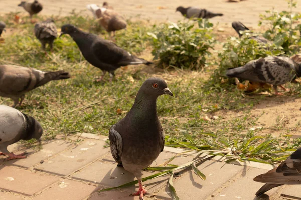 비둘기들은 아스팔트와 초목이 경계에서 먹이를 있습니다 — 스톡 사진