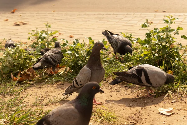 Beş Güvercin Yeşil Bitki Örtüsünde Yiyecek Arıyor — Stok fotoğraf