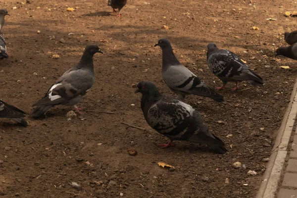 Cuatro Palomas Caminan Suelo Cerca Acera —  Fotos de Stock