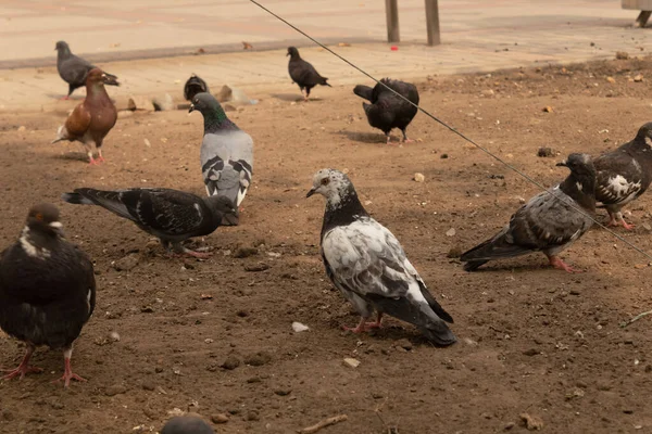 Palomas Diferentes Colores Están Buscando Comida Suelo —  Fotos de Stock