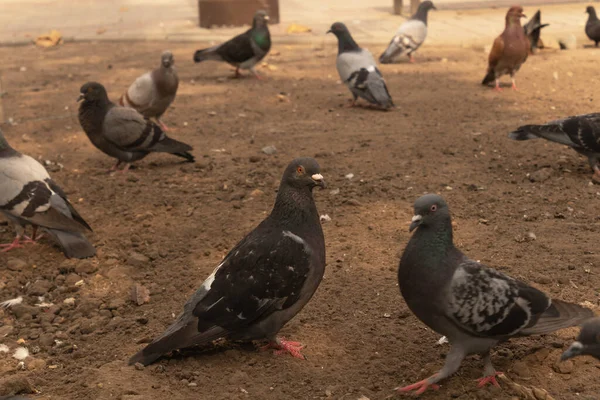Birçok Güvercin Yiyecek Aramak Için Yerde Yürür — Stok fotoğraf