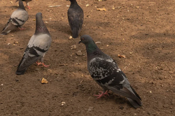 Cuatro Palomas Apartaron Alejaron Por Suelo —  Fotos de Stock