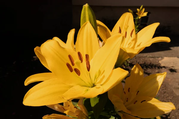 Primer Plano Una Flor Amarilla Sobre Fondo Varios Los Mismos — Foto de Stock