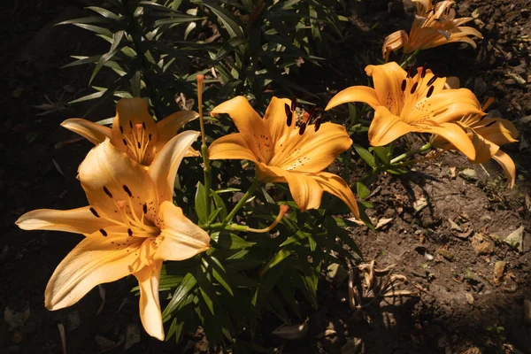 Tres Flores Amarillas Miran Diferentes Direcciones Contra Fondo Tierra Vegetación — Foto de Stock