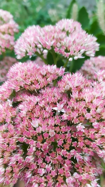 Кілька Великих Кущів Біло Рожевих Квітів Зелені Фоні — стокове фото