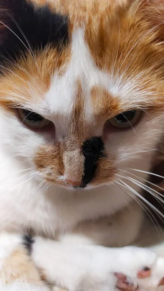 Gato Manchado Gengibre Com Focinho Sério — Fotografia de Stock