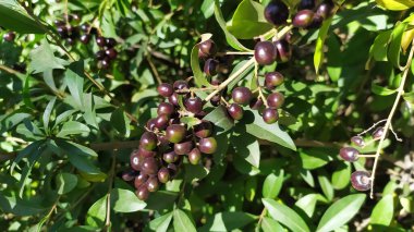 Leylak üzümleri yeşilliğin arka planında sallanıyor.