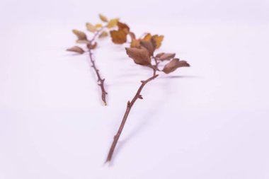 Sarı yapraklı iki dal yan yana uzanıyor.