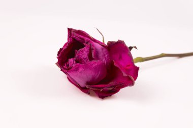 Çiçek açan yapraklı bir sapta leylak gülü tomurcuğu