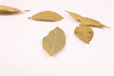 Beş sarı-yeşil defne yaprağı üzerinde yatar açıyla yan görünüm