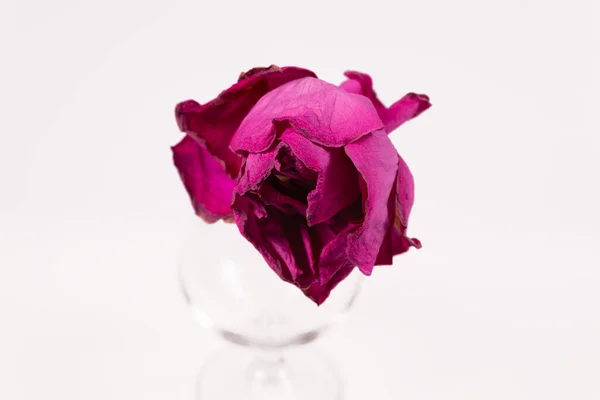 Бузковий Бутон Троянд Лежить Верхній Частині Прозорого Скла — стокове фото