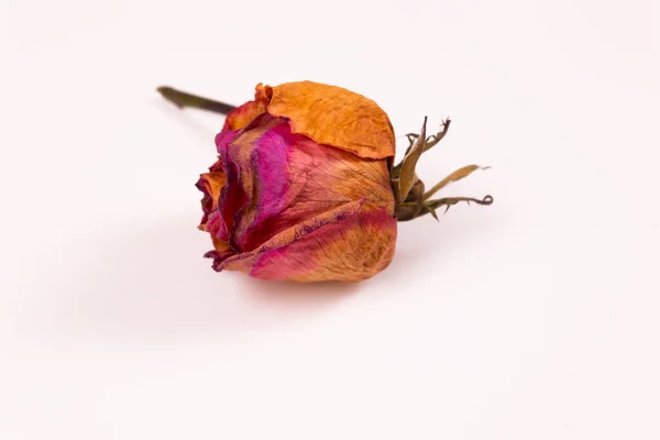 Ένα Πασχαλινό Τριαντάφυλλο Μπουμπούκι Κιτρινισμένα Πέταλα Βρίσκεται Πλάγια — Φωτογραφία Αρχείου