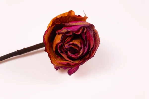 Liliowy Pączek Róży Łodydze Żółtymi Płatkami Leży Poziomo — Zdjęcie stockowe