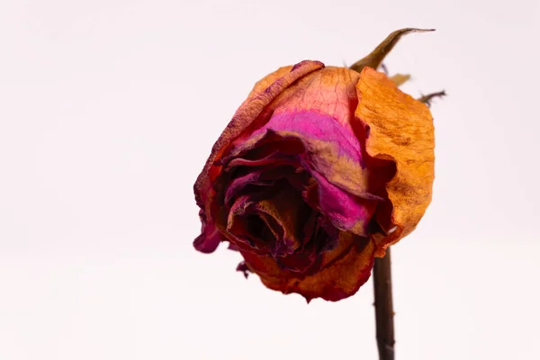 Bourgeon Jaunissant Une Fleur Lilas Sur Tige Courbé Vers Caméra — Photo