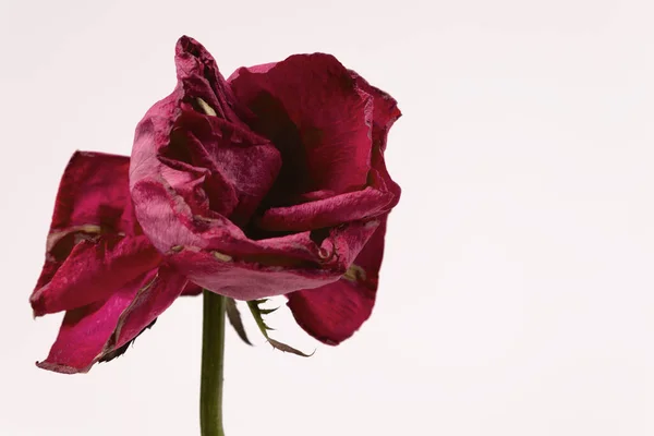 Die Lila Rosa Knospe Stiel Spaltet Sich Blütenblätter Alle Richtungen — Stockfoto