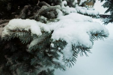 Küçük bir kar tabakasıyla kaplanmış iğneli bir dal.