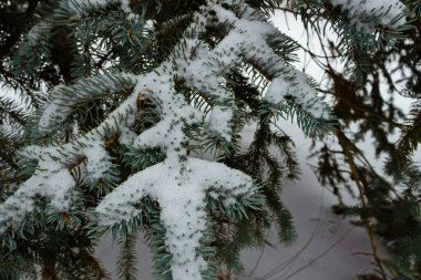 Yeşil patiler karla kaplıdır ve arka planda kar yığınları vardır.