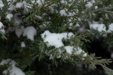Yeşil dalların karla kaplanmış yakın görüntüsü