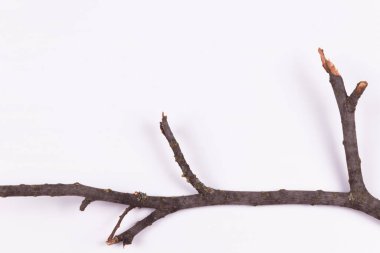 Yatay olarak uzanan üç işlemden oluşan çıplak bir dal