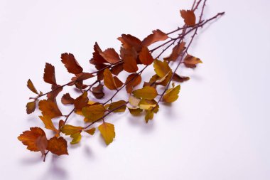 Beş ila altı dal üst üste sararan yapraklarla uzanır.