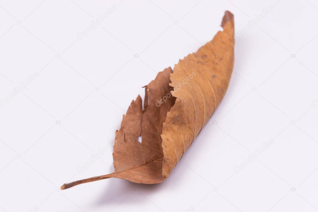 a dry, curled leaf lies on a white surface