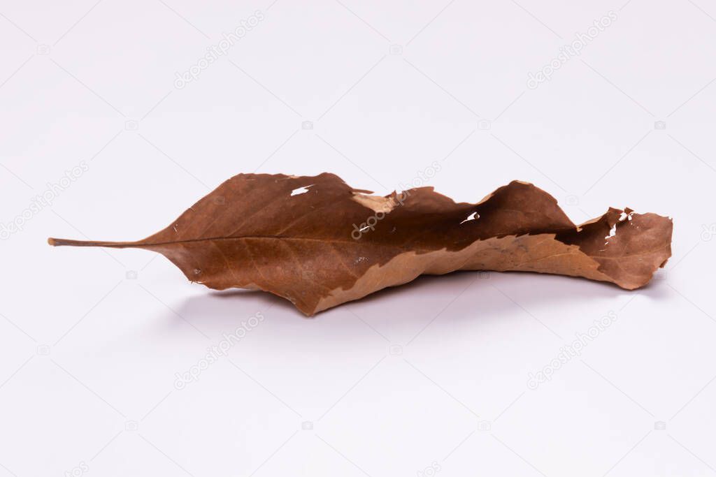 side view of a dried leaf folded in half