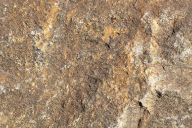 Bilinmeyen cins, sarı-kahverengi, beyaz damarlı.