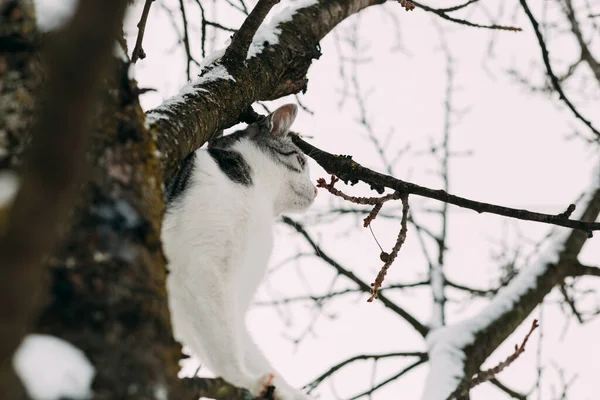 Debajo Del Árbol Plano Hermoso Gato Doméstico Balanceándose Sobre Ramas —  Fotos de Stock