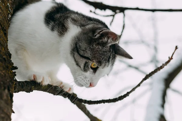 Krásná Domácí Kočka Lezení Strom Pokrytý Sněhem Vyvažování Tenké Větvi — Stock fotografie